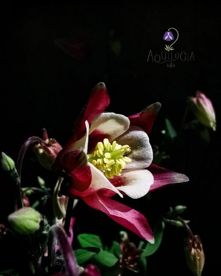 B&B Aquilegia Acqualagna Exteriör bild
